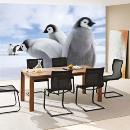 Fotobehang poster 2658 dieren pinguin antartica noordpool babypinguin