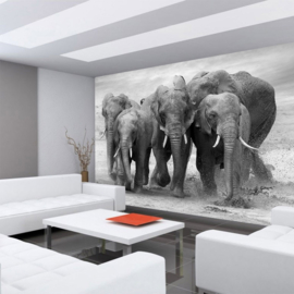 Fotobehang poster 4578 dieren olifanten big five safari