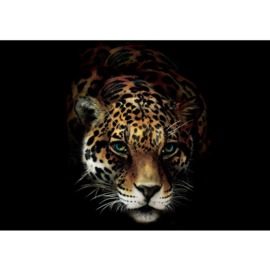 Fotobehang poster 3257 dieren jaguar roofdier tijger