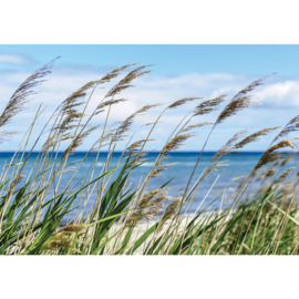 Fotobehang poster 2201 strand helmgras zee duinen riet