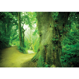 Fotobehang poster 0865 bomen groen bos planten
