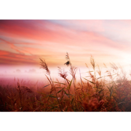 Fotobehang poster 077 bloemen natuur duingras zonsondergang roze lucht