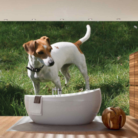Fotobehang poster 4495 dieren hond jack russel