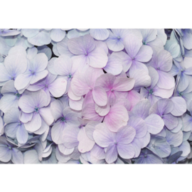 Fotobehang poster 2273 bloemen viool roze