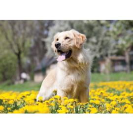 Fotobehang poster 4500 dieren hond golden retriever