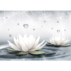 Fotobehang poster 1413 bloemen planten waterlelie