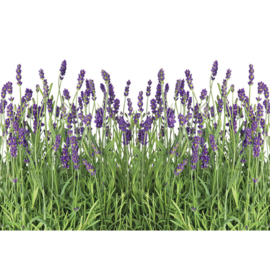 Fotobehang poster 0612 lavendel planten paars groen