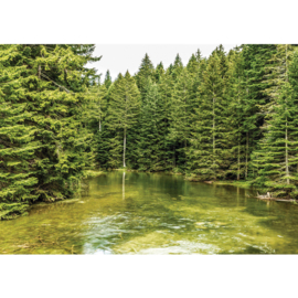 Fotobehang poster 1616 natuur rivier denneboom