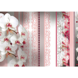 Fotobehang poster 2108 bloemen orchidee strepen