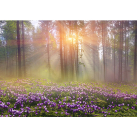 Fotobehang poster 0239 krokus bos nevel natuur bomen