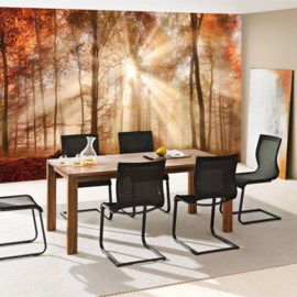 Fototbehang poster 3341 bos bomen natuur zonnestralen herfst