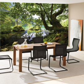 Fotobehang poster 2421 bos bomen natuur meer