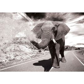 Fotobehang poster 2557 dieren olifant safari road weg