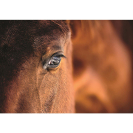 Fotobehang poster 1324 dieren paarden bruin oog paard