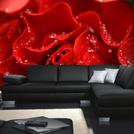 Fotobehang poster 0024 bloemen rozen roos rood druppels