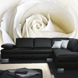 Fotobehang poster 1099 bloemen rozen roos wit