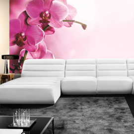 Fotobehang poster 1809 orchidee bloemen planten roze paars
