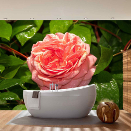 Fotobehang poster 2884 bloemen roos roze