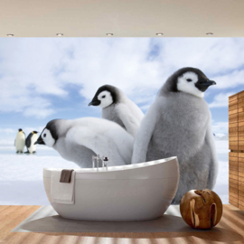 Fotobehang poster 2658 dieren pinguin antartica noordpool babypinguin