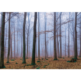 Fotobehang poster 0819 bomen bos herfst bruin