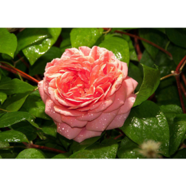 Fotobehang poster 2884 bloemen roos roze