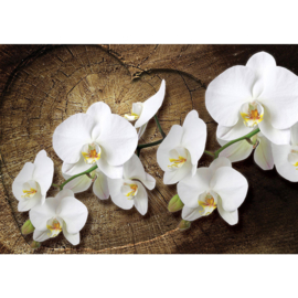 Fotobehang poster 1819 bloemen orchidee wit hout hart
