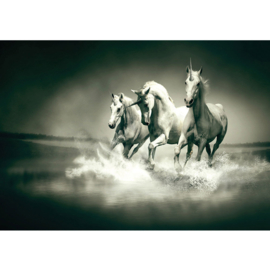 Fotobehang poster 1018 dieren eenhoorn paarden unicorn grijs