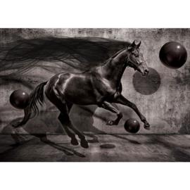 Fotobehang poster 2533 dieren paarden zwart black horse