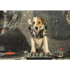 Fotobehang poster 3293 dieren hond disco muziek dj
