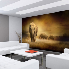Fotobehang poster 0011 dieren olifant kudde olifanten