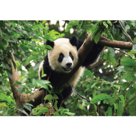 Fotobehang poster 0986 diueren pandabeer bamboe bos