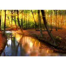 Fotobehang 0252 herfst bos bomen bladeren beek