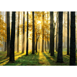 Fotobehang poster 0062 bos bomen zon natuur