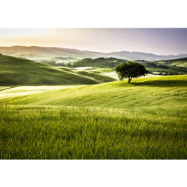 Fotbehang poster 0243 landschap weideveld groen natuur