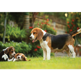 Fotobehang poster 4499 dieren hond beagle puppy