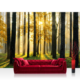 Fotobehang poster 0062 bos bomen zon natuur