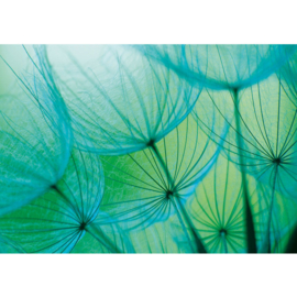 Fotobehang poster 1074 bloemen paardenbloem aqua blauw