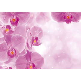 Fotobehang poster 0407 bloemen orchidee roze