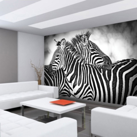 Fotobehang poster 3576 dieren zebra paard paarden zwart wit africa