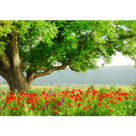 Fotobehang poster 0090 bloemen papavervelden rood