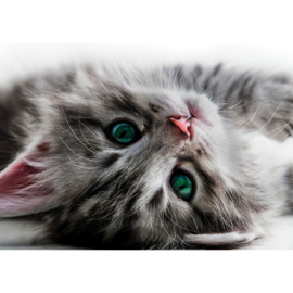 Fotobehang poster 2960 dieren poes kitten kat