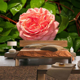 Fotobehang poster 2884 bloemen roos roze