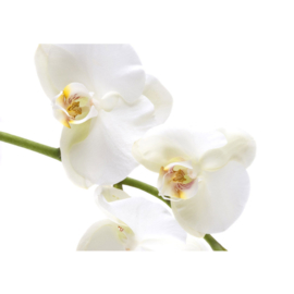 Fotobehang poster 0201 bloemen orchidee wit
