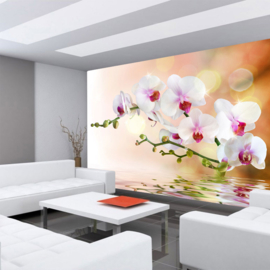 Fotobehang poster 0200 bloemen orchidee roze