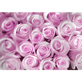 Fotoebehang poster 0186 bloemen rozen roos licht roze paars