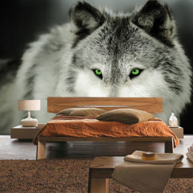 Fotobehang poster 2393 dieren wolf roofdier groene ogen