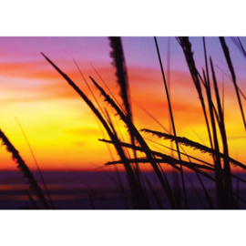 Fotobehang poster 2580 zonsondergang riet pluim
