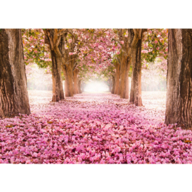 Fotobehang poster 0151 bos bomen herfstbladeren roze