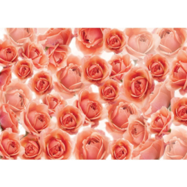 Fotobehang 959 rozen zalm roze bloem 200 x 140