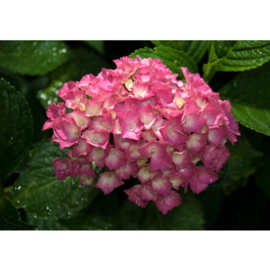 Fotobehang poster 2782 bloemen hortensia roze